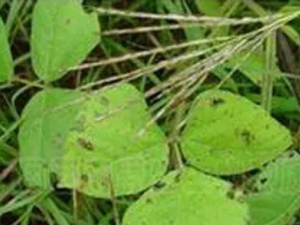 ��׶��Ĺ�Ч���� ��׶���Ѫ���ظ���ʹ