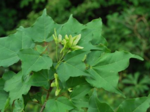 ����ҩע������ ����ҩ�ᷢ����