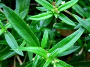 �����Ӿ²˵Ĺ�Ч �����Ӿ²����Ʊպ�������֯����