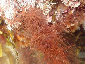 �����˵Ĺ�Ч ������������ҩ�Է���ͨ��