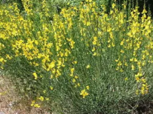 ��ȸ���Ĺ�Ч ��ȸ�������ಡˮ��