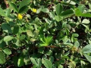 ݮҶίЩЧ ݮҶίɲֹѪ