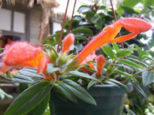 ����������Щ��Ч ��������С����ҩ�Է���