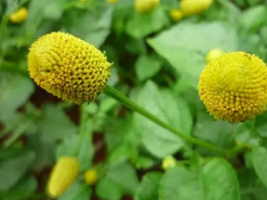 ��ť�۵Ĺ�Ч ��ť�۳����ڱ�������