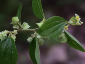 ��ʹԲ�Ĺ�Ч���� ��ʹԲ�ξ�����ʹ