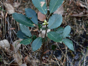 ׶��������Щ��Ч ׶���ݳ��ø�ð����̵��