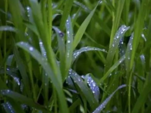 ¶ˮ������Щ��Ч ¶ˮ���μ��Ը�ʹ