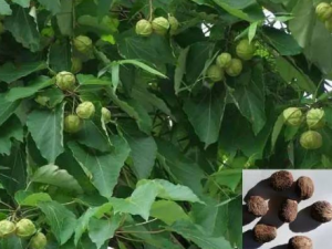 ��������Щ��Ч ����������