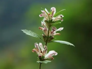 �ɲ�����Щ��Ч �ɲ˳����¾�����