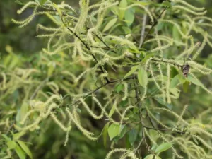 ��Ҷ������Щ��Ч ��Ҷ�������ʺ���ʹƤ������