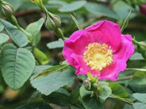 ��ҶǾޱ�Ĺ�Ч ��ҶǾޱ���¾�������ʹ��