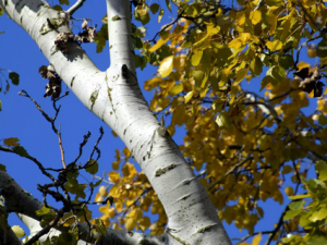 ������Ҷ�Ĺ�Ч ������Ҷֹ��ƽ��������