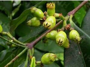 ������Ĺ�Ч ��������ε�����ʹ