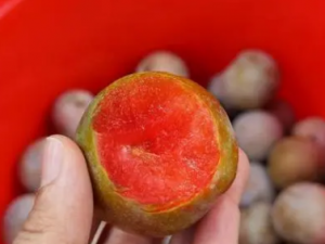 �׹��ٵĹ�Ч �׹�������ʪ�ؽ�ʹ