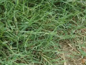 ���߲�����Щ��Ч ���߲����η�ҩ�Է��ȿ���