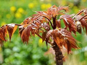 ����Ұ�˽����Է� ��ЩҰ�˲�Ҫ��