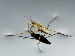 ˮ���Ĺ�Ч���� ˮ����һ����