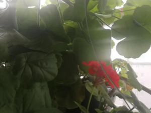 ���ŷ��Ĺ�Ч���� ���ŷ���һ��Ӹ��