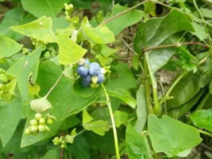 �����ݵĹ�Ч ��������ҩ�Է����Ը�ʹ