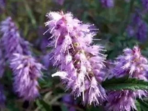 ةзĹЧ ةзֹѪֹʹȥ