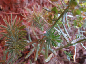 ��ɽ��ꪵĹ�Ч ��ɽ��ꪳ�����Ѣ����ˮ��