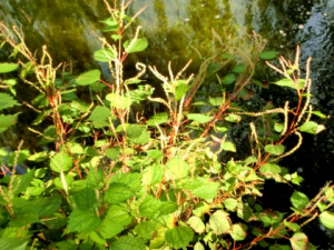 �����Ĺ�Ч���� ���������ʪ��ʹС������