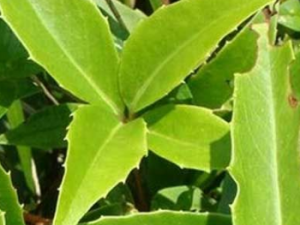 ����ɢ�Ĺ�Ч ����ɢ����һ�е���