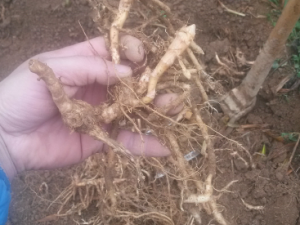 ����ɸ��Ĺ�Ч ����ɸ��������׶�