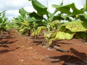 �㽶���Ĺ�Ч���� �㽶����ҩ�Է��Ȳ�����