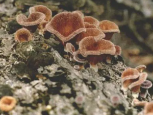 ����Ĺ�Ч���� �����������ʹ������