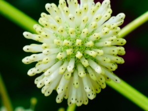 ���������Ĺ�Ч ���������θ�ð��ҩ�Է���