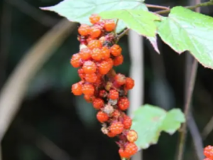 ������Ҷ�Ĺ�Ч���� ������Ҷ����ð��ҩ�Է���