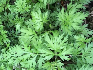 һ��ɢ�Ĺ�Ч һ��ɢ���۰�����