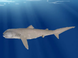 ����׵Ĺ�Ч���� ����׿ɳ�����ˮ��������