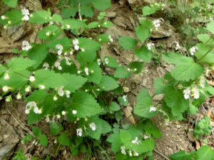 纮ݵĹЧ 纮纮Խϴͷʹ