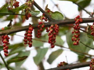 ��ȵ���Ĺ�Ч ��ȵ������������