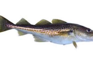 �����ѡ���� �������������Ƿ�����