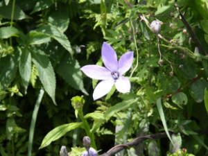 �����εĹ�Ч �����γ����ڸ�ð����