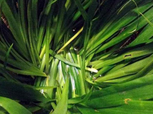 �����ݵĹ�Ч ���������ٸ�ʳ��