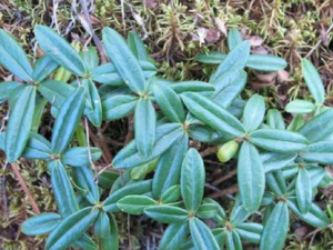 ��Ƭˮ��Ĺ�Ч ��Ƭˮ�������˳�Ѫ