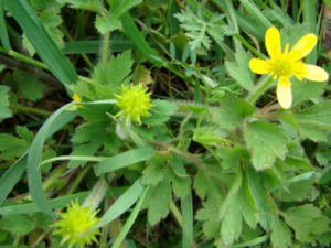 èצݵĹЧ èצݿԤѪ