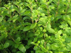 ��������ҩ�ü�ֵ �������ɻ���ʳ������