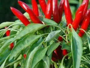 ���콷�Ĺ�Ч ���콷����ǿ������