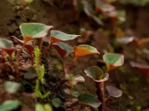 �������Ĺ�Ч ���������ε��˴��˽����ϵ�֢