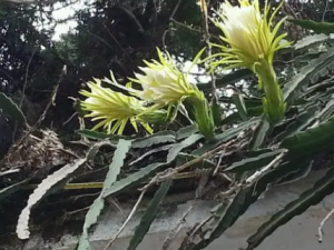 ����������Щ��Ч ������������̵ֹ