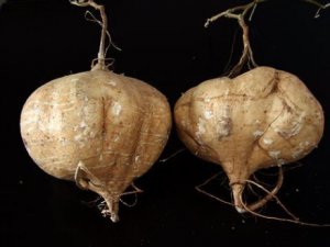 ɳ��Ĺ�Ч���� ɳ������������