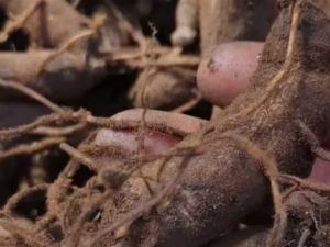 �Ʋ��ڵĹ�Ч���� �Ʋ�������ʪ�ؽ���ʹ