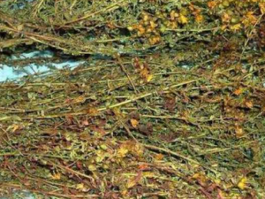 ����εĹ�Ч ����������鷢ҩ�Է���