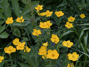 �Ʋݻ��Ĺ�Ч���� �Ʋݻ�����ҩ�Է��ȿ���