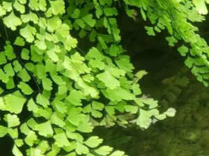 ����˿����Щ��Ч ����˿������֭��ͨ